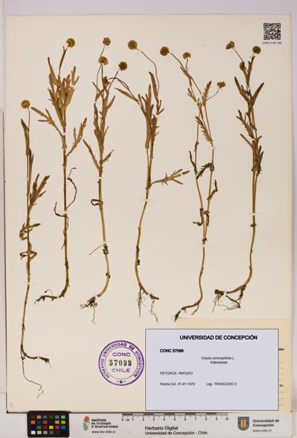 Cotula coronopifolia [Espécimen: UDEC:CONC:0057099]