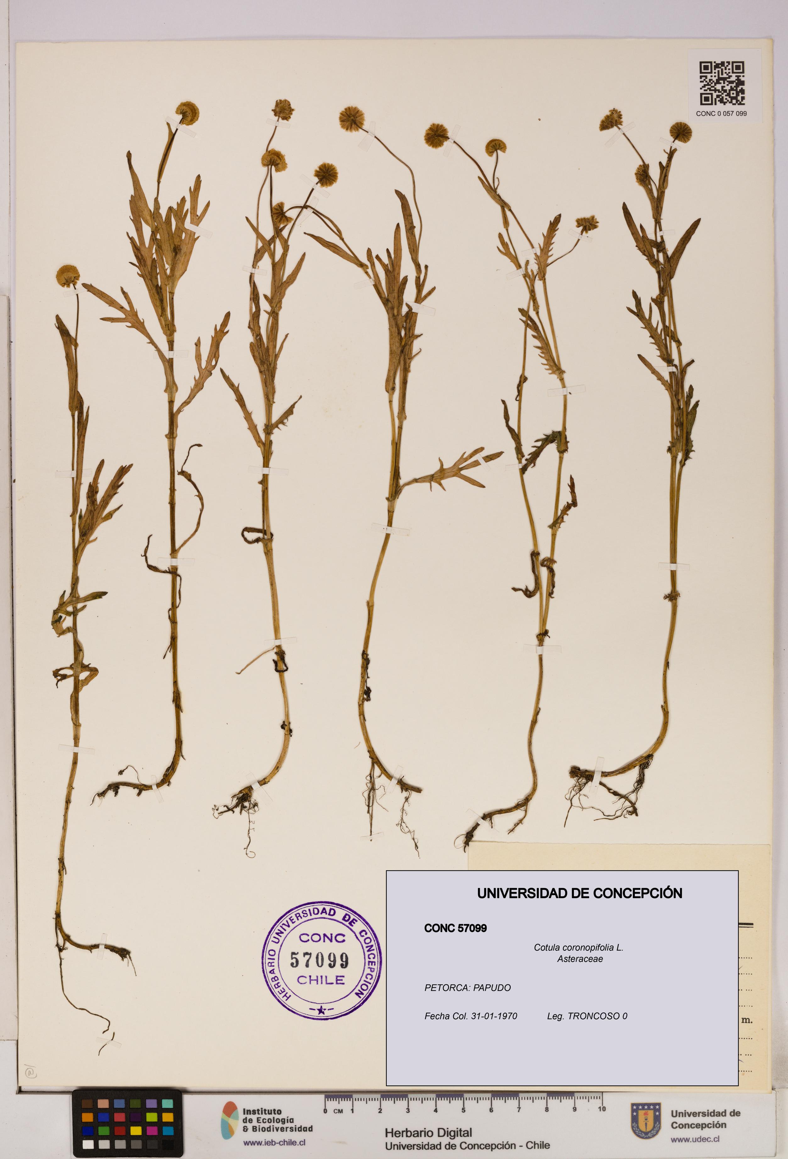 Cotula coronopifolia [Espécimen: UDEC:CONC:0057099]
