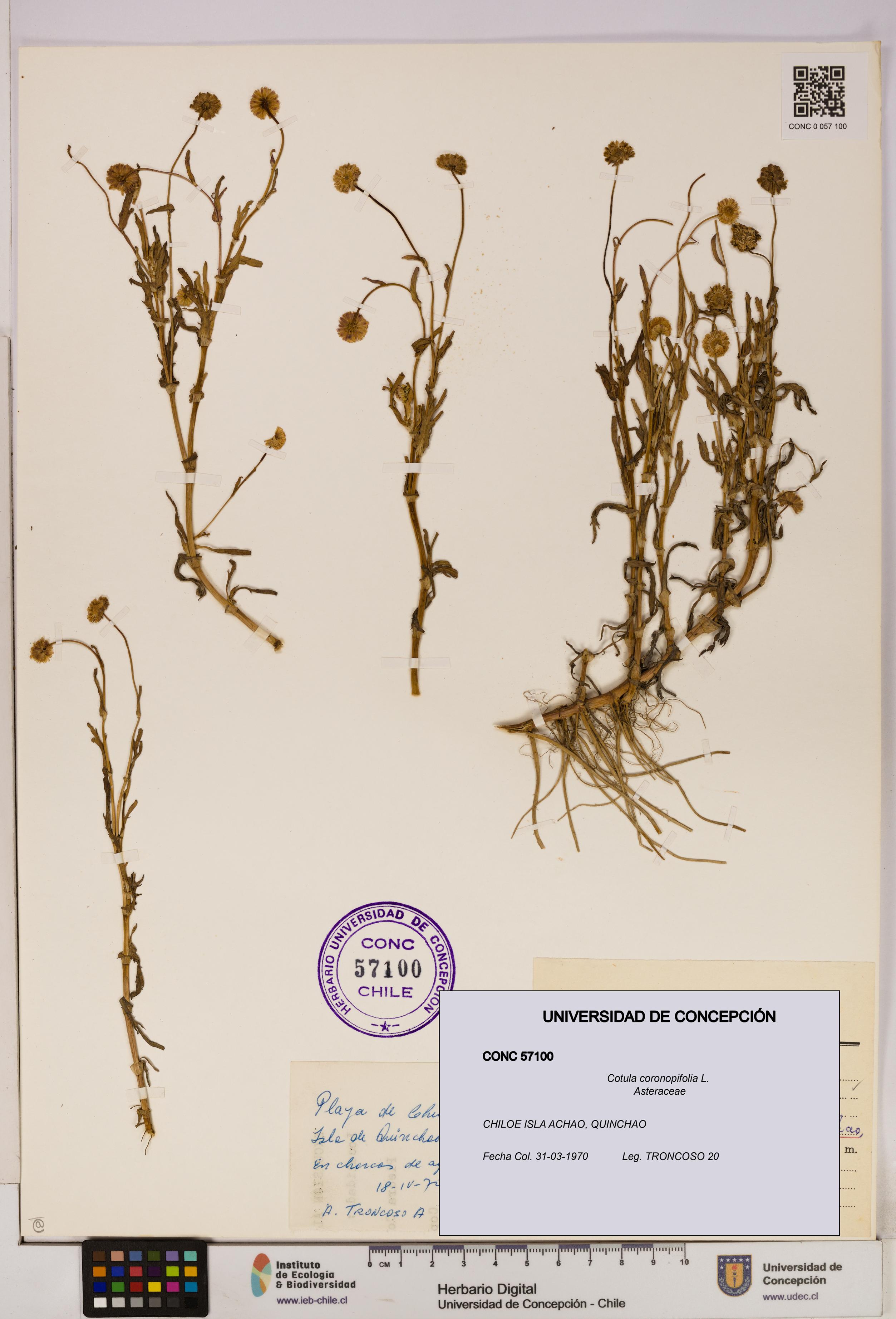 Cotula coronopifolia [Espécimen: UDEC:CONC:0057100]