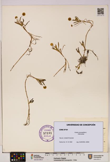 Cotula coronopifolia [Espécimen: UDEC:CONC:0057101]