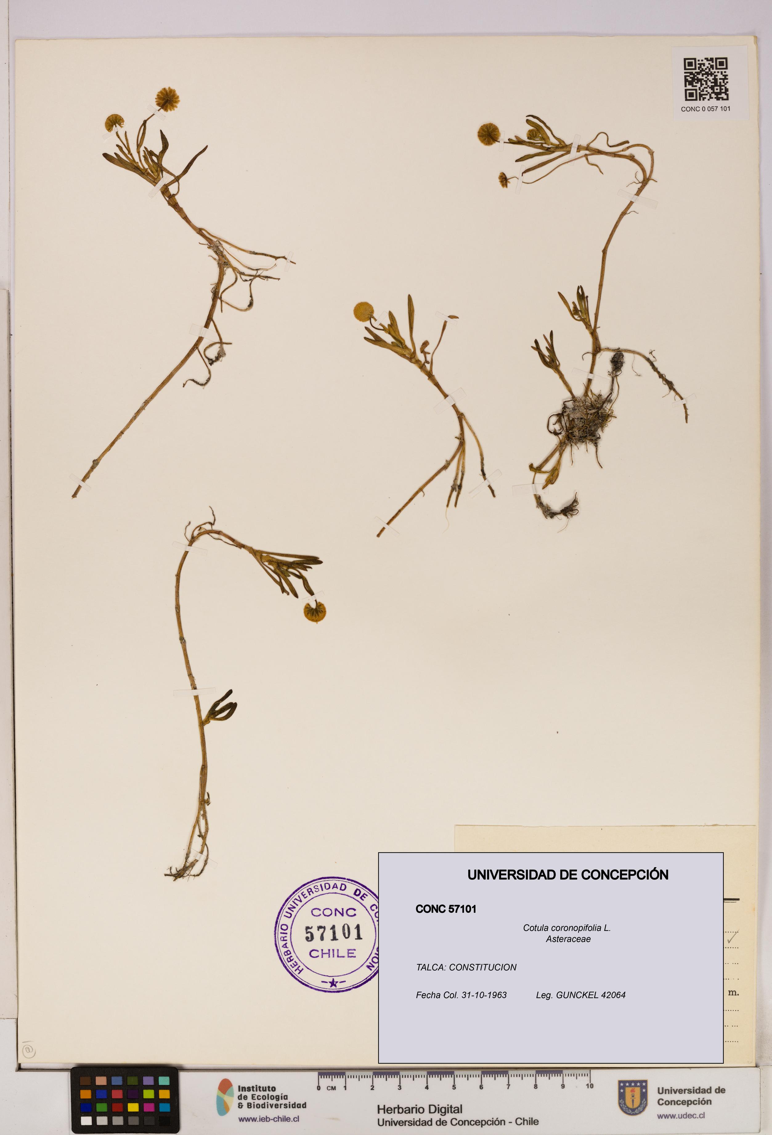 Cotula coronopifolia [Espécimen: UDEC:CONC:0057101]