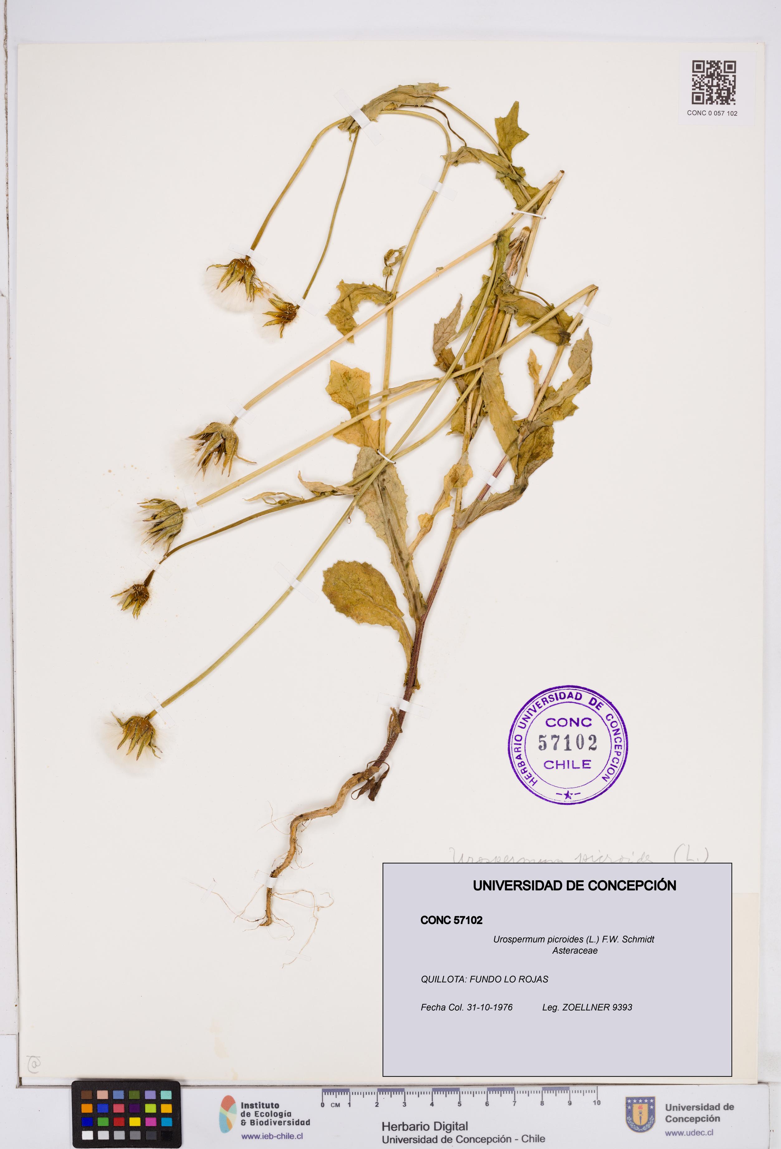 Urospermum picroides [Espécimen: ]