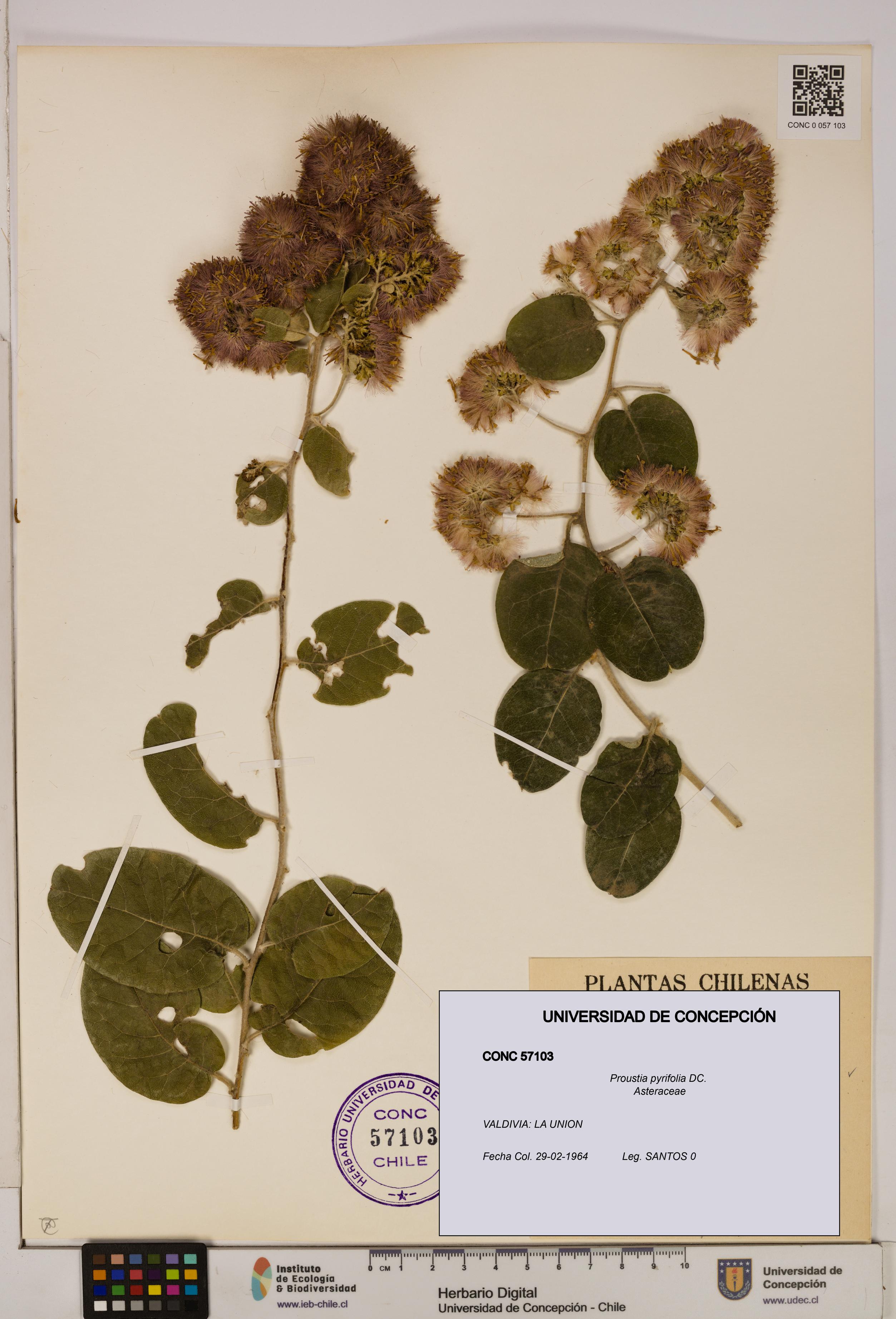 Proustia pyrifolia [Espécimen: UDEC:CONC:0057103]