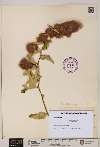 Proustia pyrifolia [Espécimen: UDEC:CONC:0057104]
