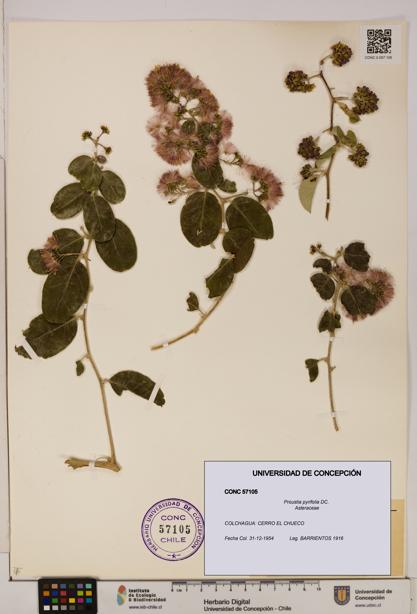 Proustia pyrifolia [Espécimen: UDEC:CONC:0057105]