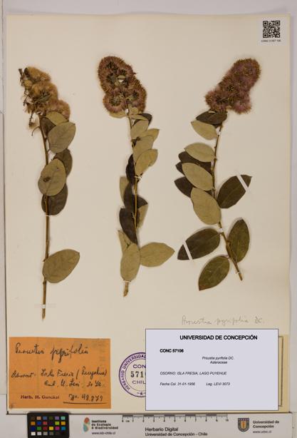 Proustia pyrifolia [Espécimen: UDEC:CONC:0057106]