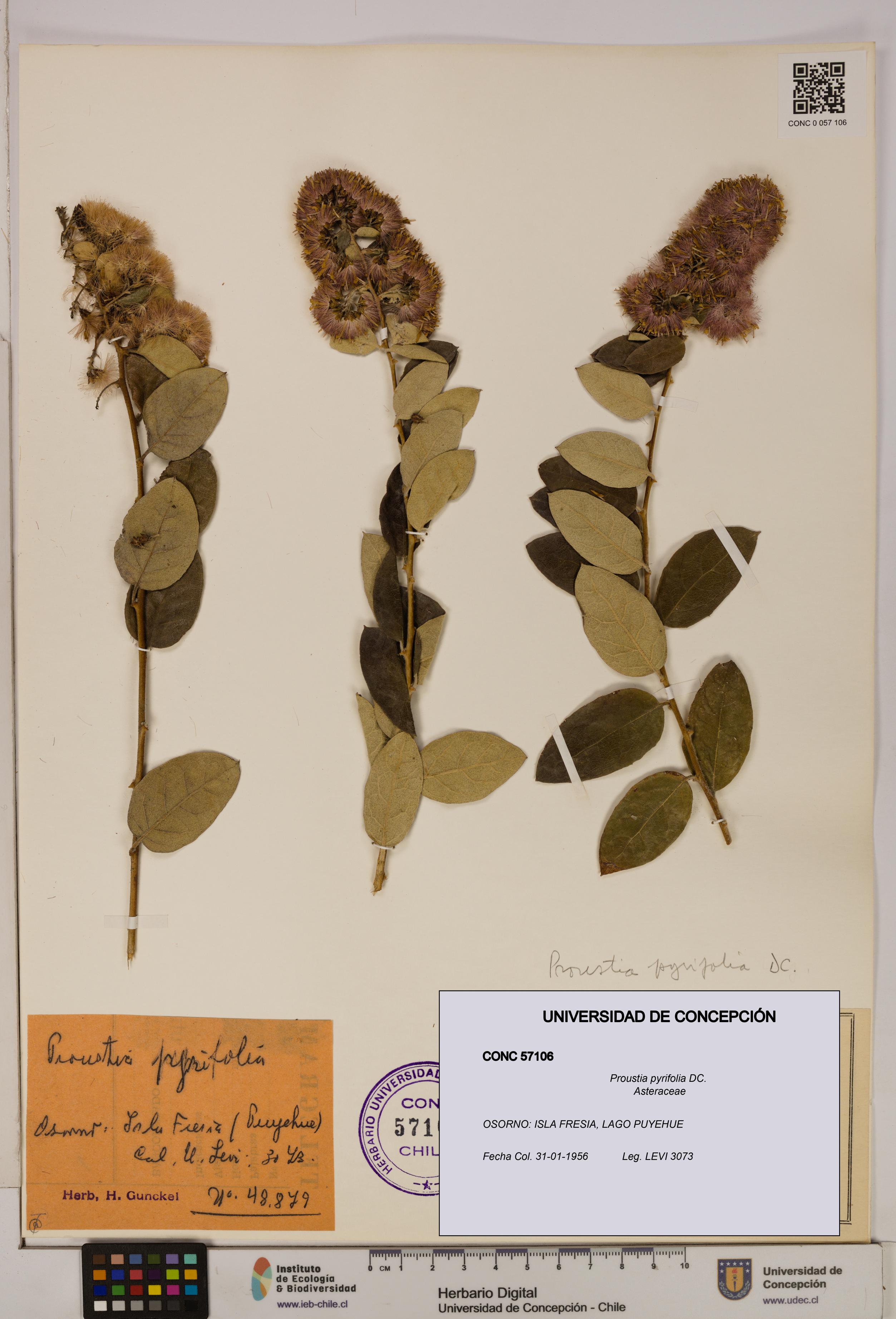 Proustia pyrifolia [Espécimen: UDEC:CONC:0057106]