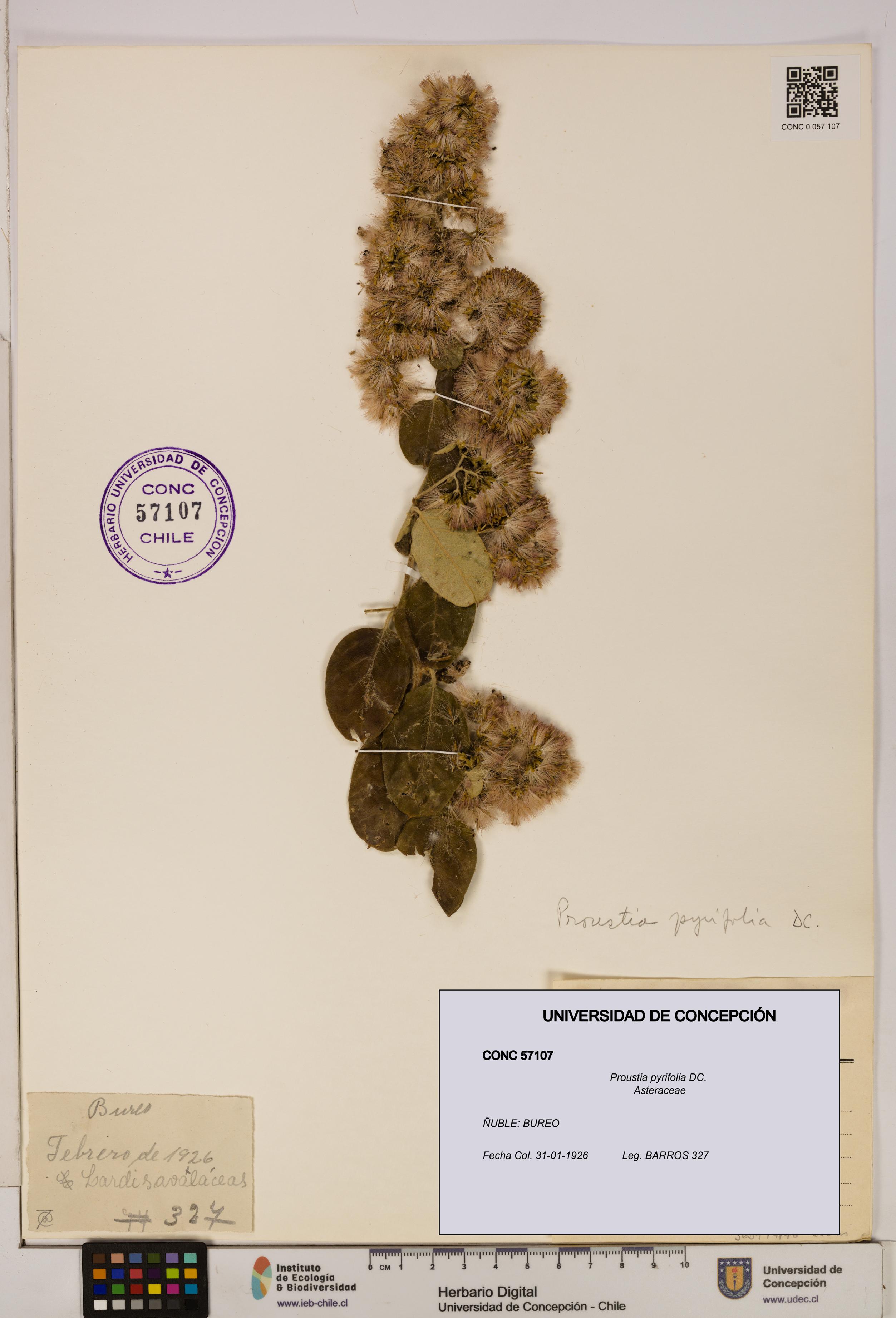 Proustia pyrifolia [Espécimen: UDEC:CONC:0057107]