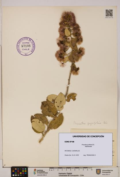 Proustia pyrifolia [Espécimen: UDEC:CONC:0057108]