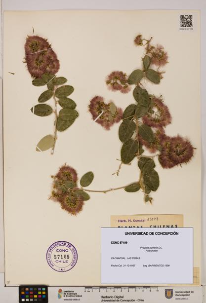 Proustia pyrifolia [Espécimen: UDEC:CONC:0057109]