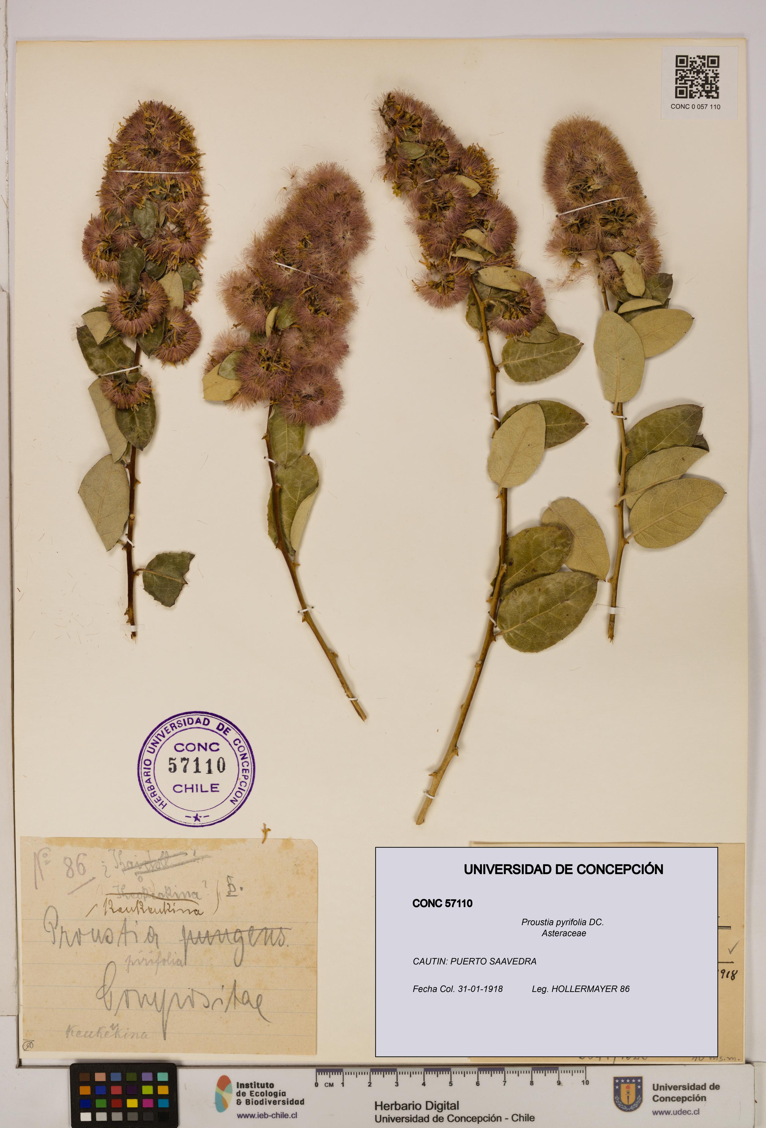 Proustia pyrifolia [Espécimen: UDEC:CONC:0057110]