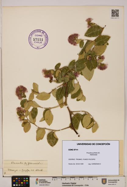 Proustia pyrifolia [Espécimen: UDEC:CONC:0057111]