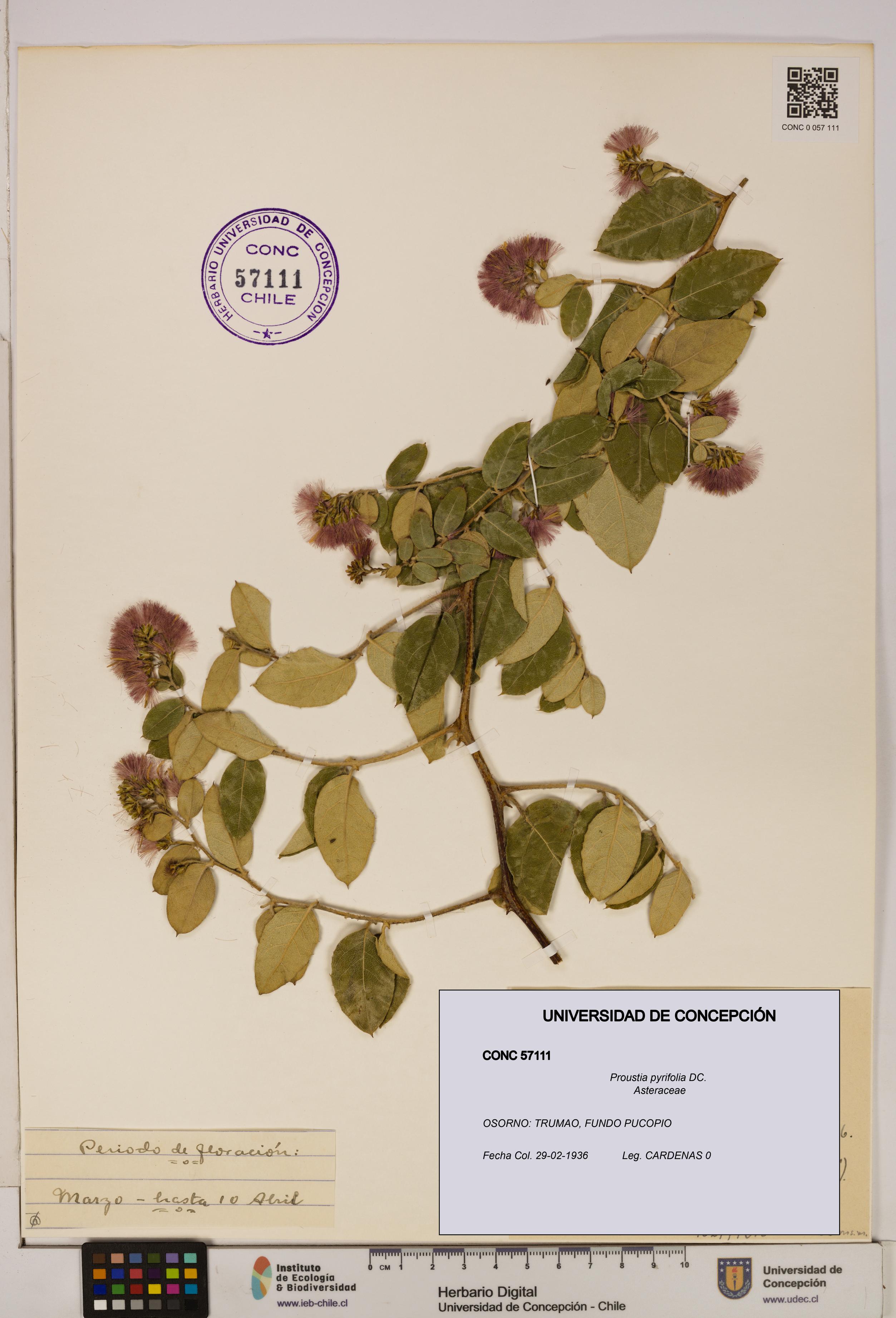 Proustia pyrifolia [Espécimen: UDEC:CONC:0057111]