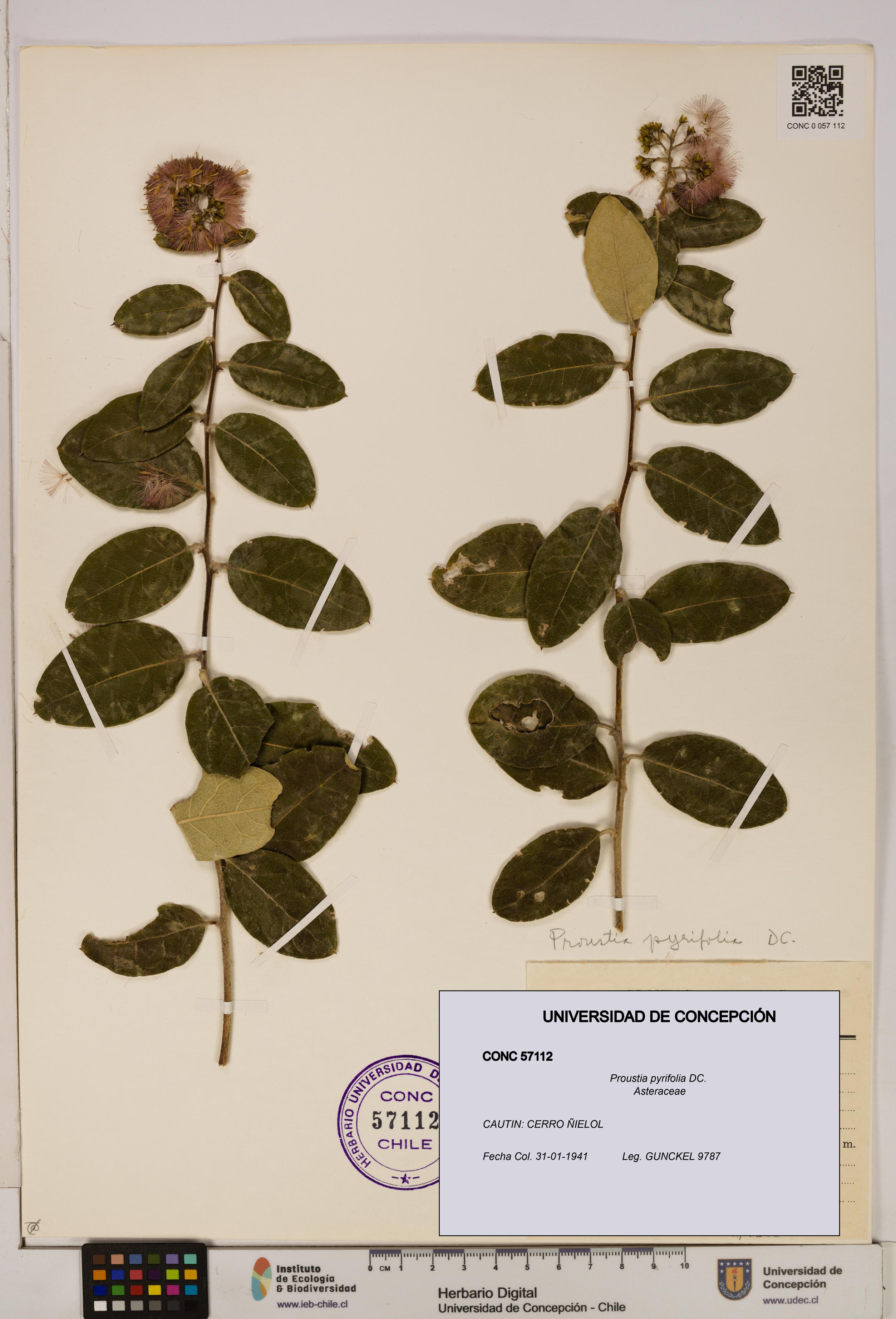 Proustia pyrifolia [Espécimen: UDEC:CONC:0057112]