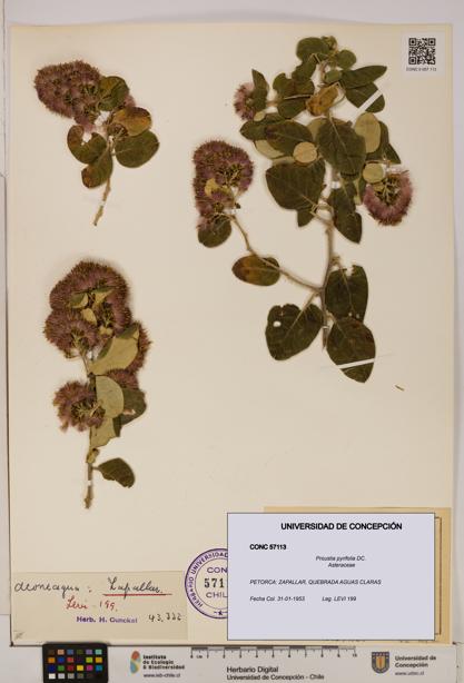 Proustia pyrifolia [Espécimen: UDEC:CONC:0057113]