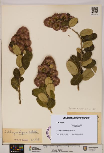 Proustia pyrifolia [Espécimen: UDEC:CONC:0057114]