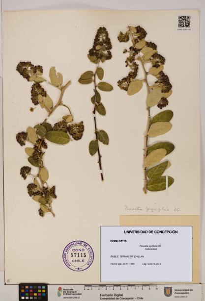 Proustia pyrifolia [Espécimen: UDEC:CONC:0057115]