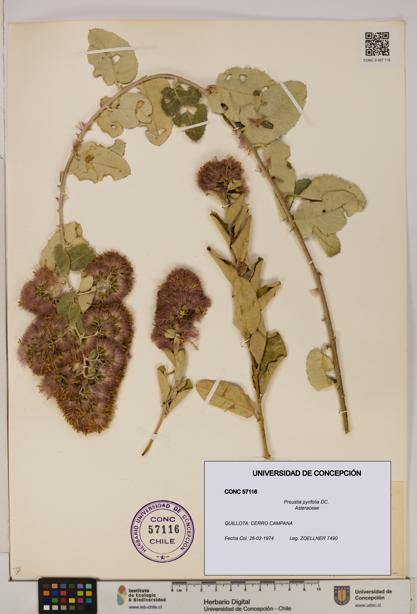 Proustia pyrifolia [Espécimen: UDEC:CONC:0057116]