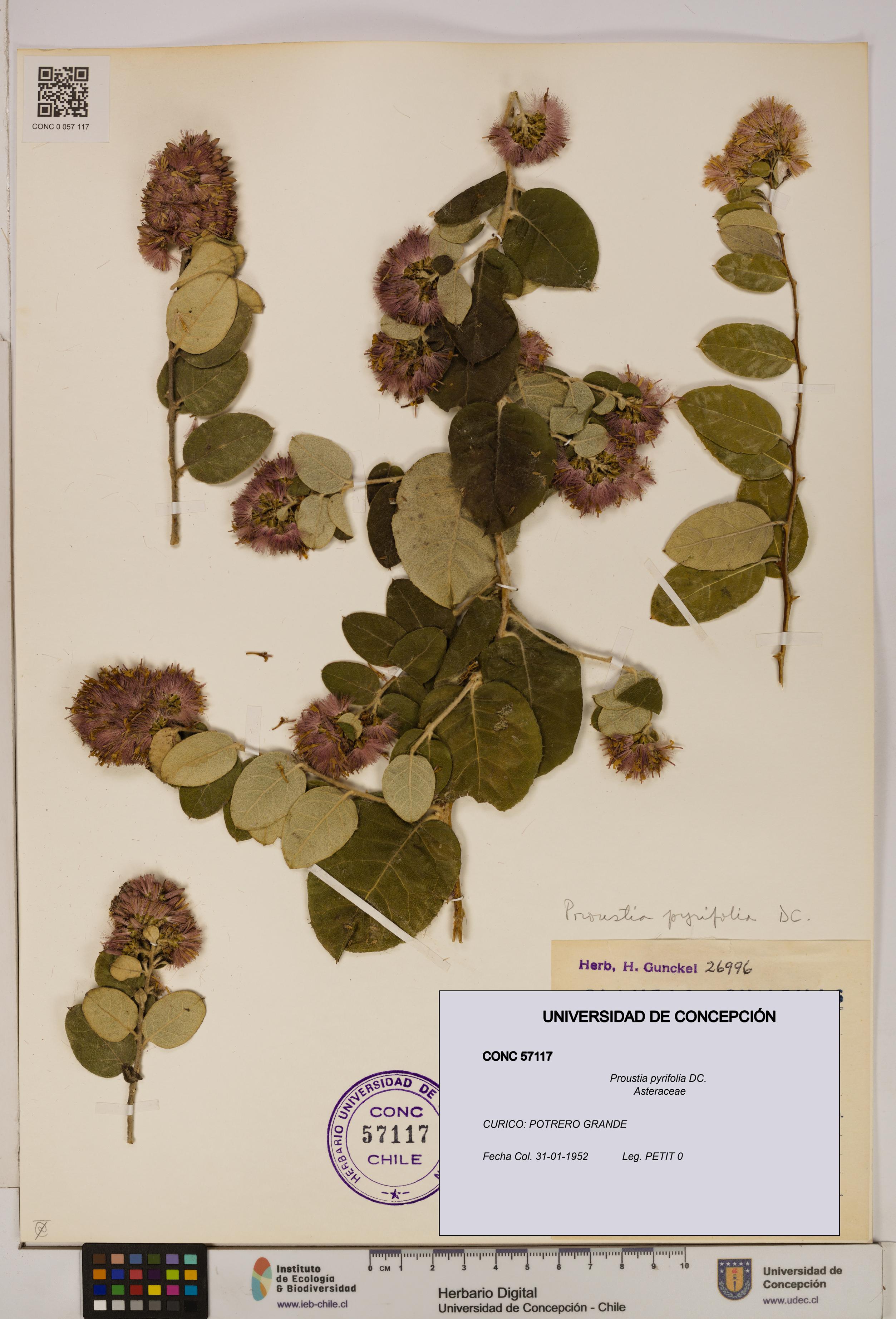 Proustia pyrifolia [Espécimen: UDEC:CONC:0057117]