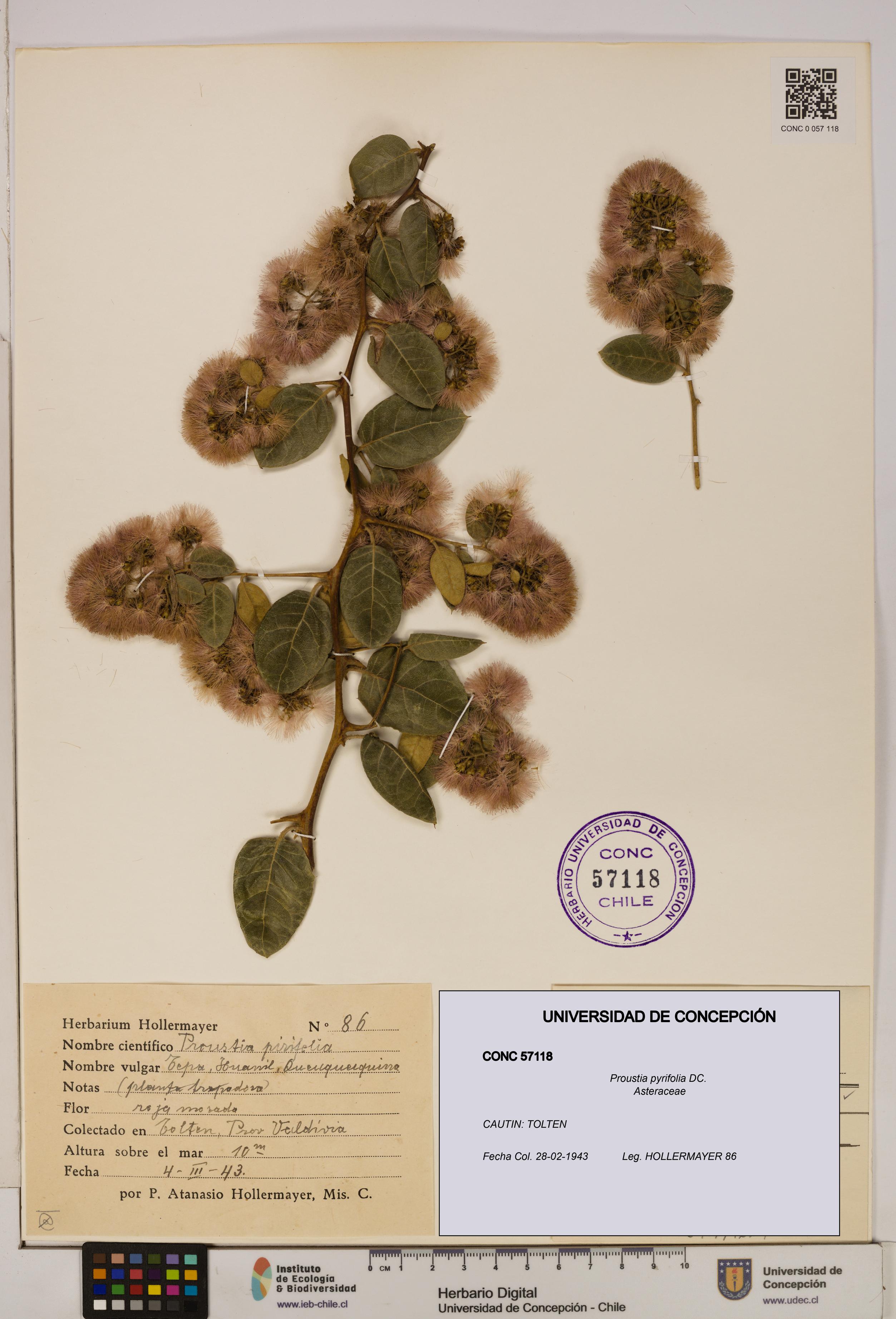 Proustia pyrifolia [Espécimen: UDEC:CONC:0057118]