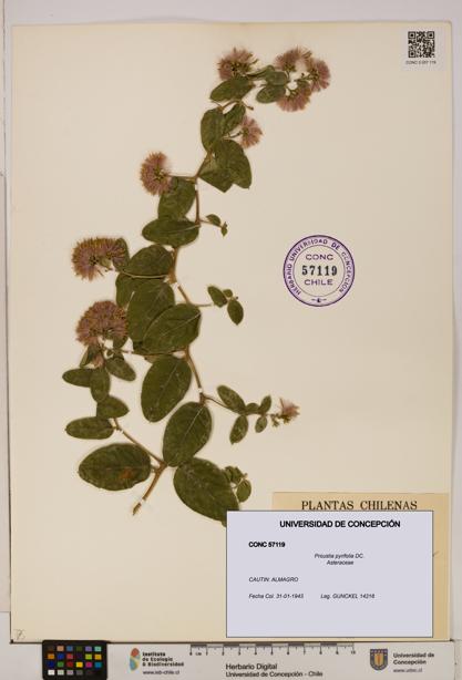Proustia pyrifolia [Espécimen: UDEC:CONC:0057119]