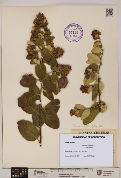 Proustia pyrifolia [Espécimen: UDEC:CONC:0057120]