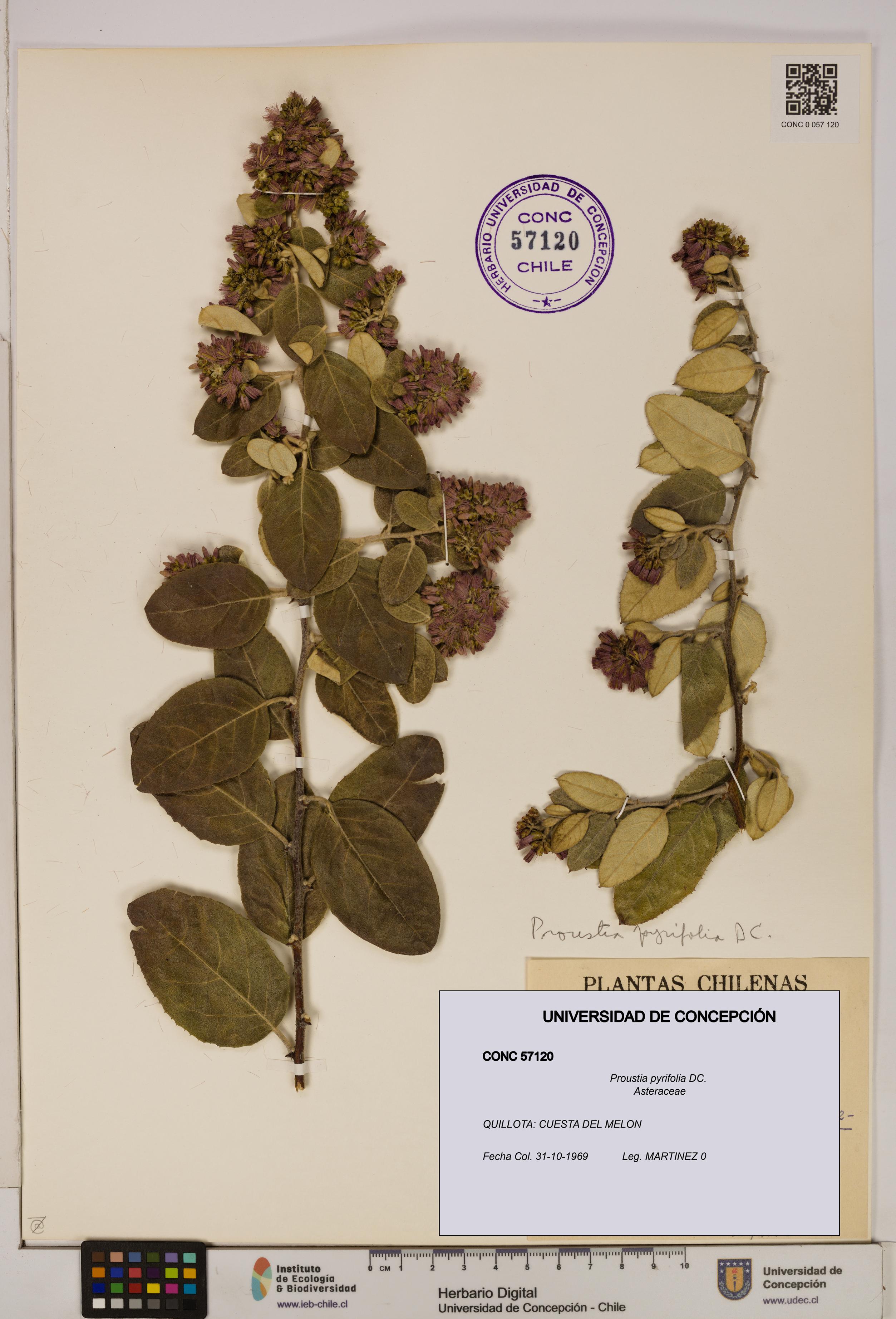 Proustia pyrifolia [Espécimen: UDEC:CONC:0057120]