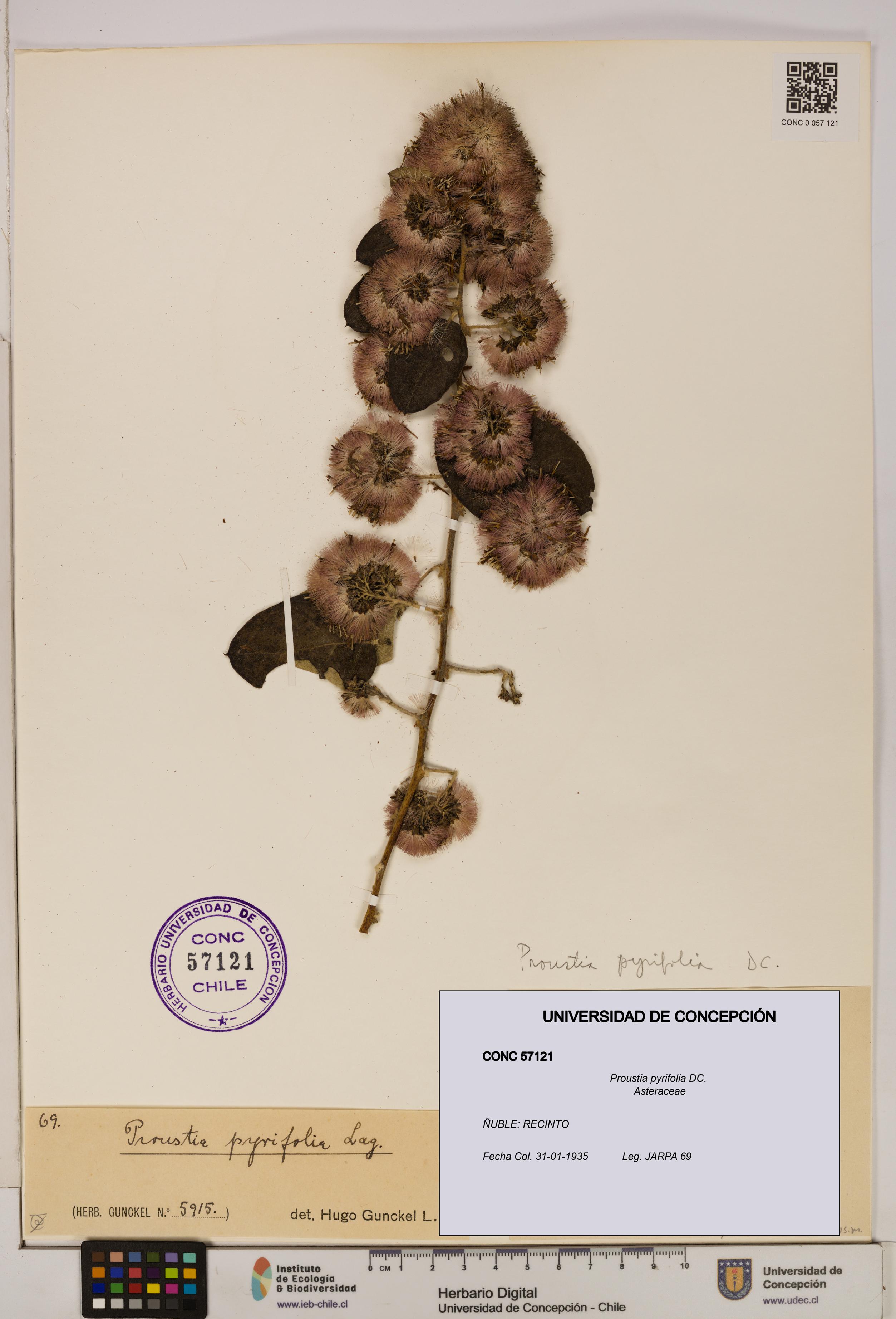 Proustia pyrifolia [Espécimen: UDEC:CONC:0057121]