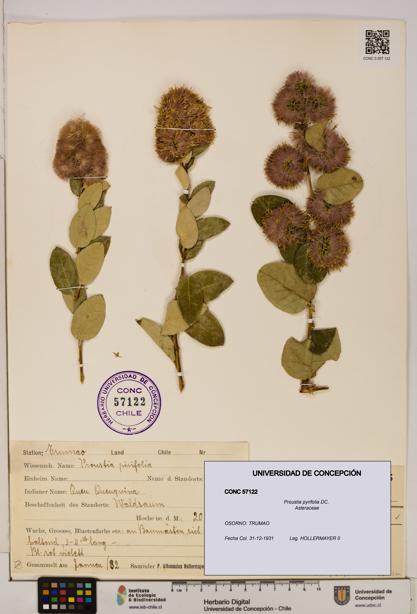 Proustia pyrifolia [Espécimen: UDEC:CONC:0057122]