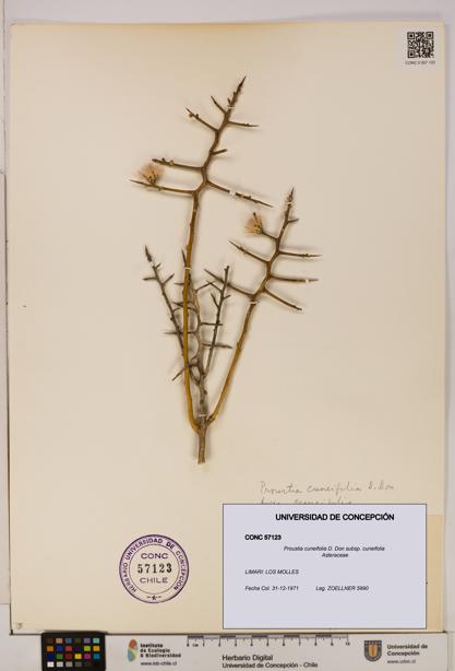 Proustia cuneifolia subsp. cuneifolia [Espécimen: UDEC:CONC:0057123]