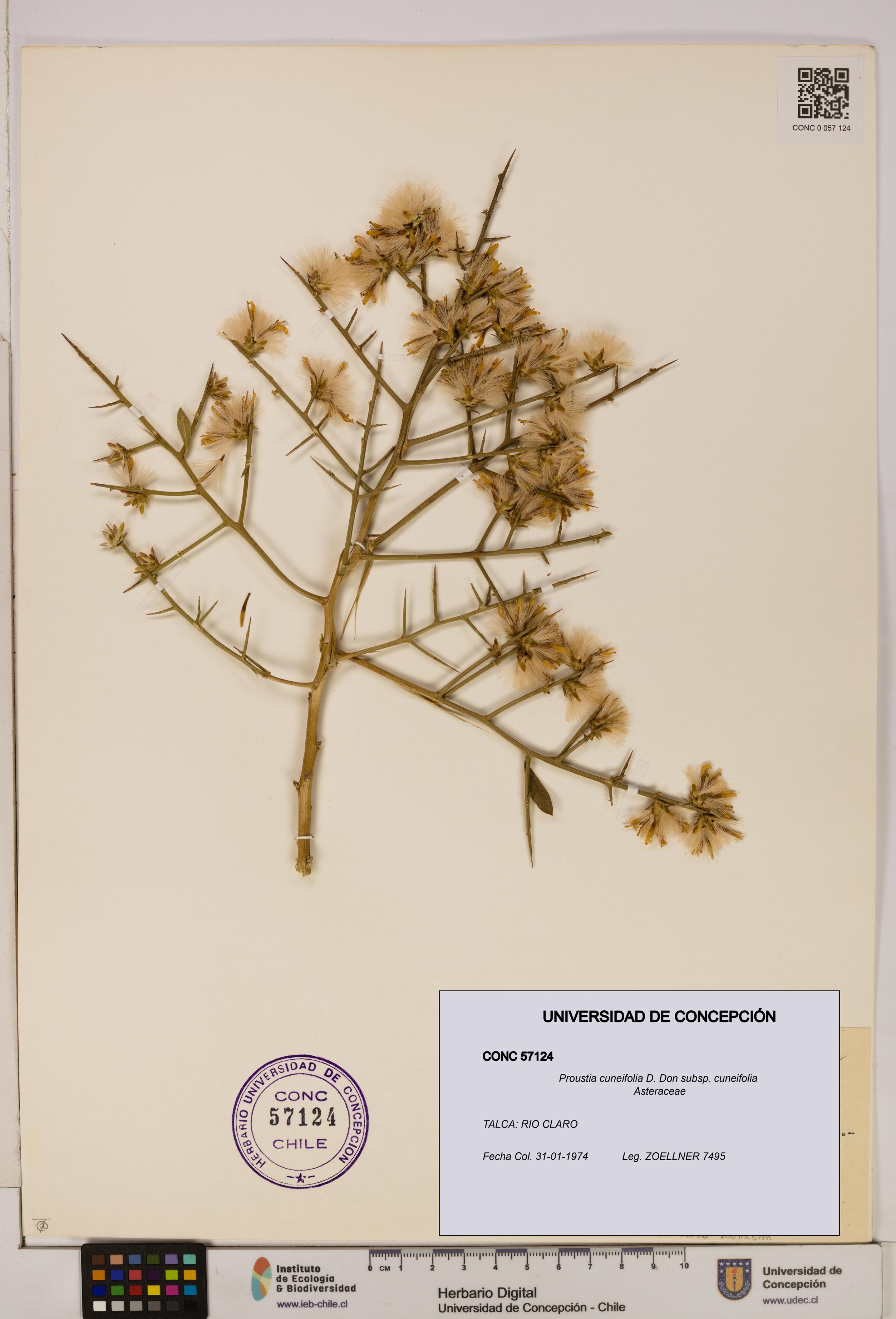 Proustia cuneifolia subsp. cuneifolia [Espécimen: UDEC:CONC:0057124]