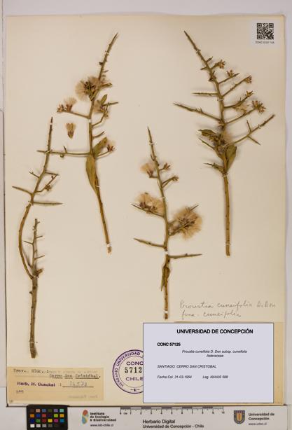 Proustia cuneifolia subsp. cuneifolia [Espécimen: UDEC:CONC:0057125]