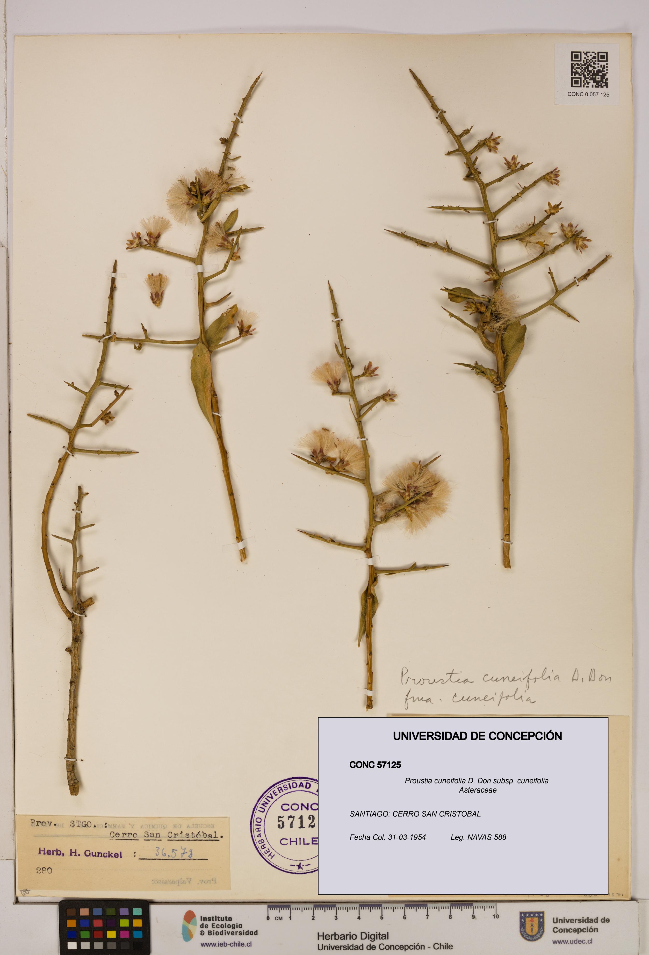 Proustia cuneifolia subsp. cuneifolia [Espécimen: UDEC:CONC:0057125]