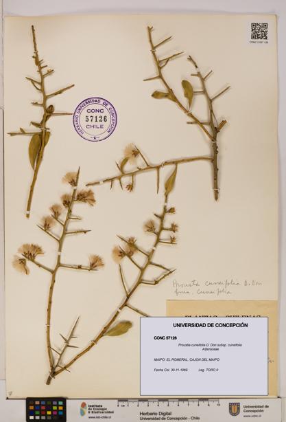 Proustia cuneifolia subsp. cuneifolia [Espécimen: UDEC:CONC:0057126]