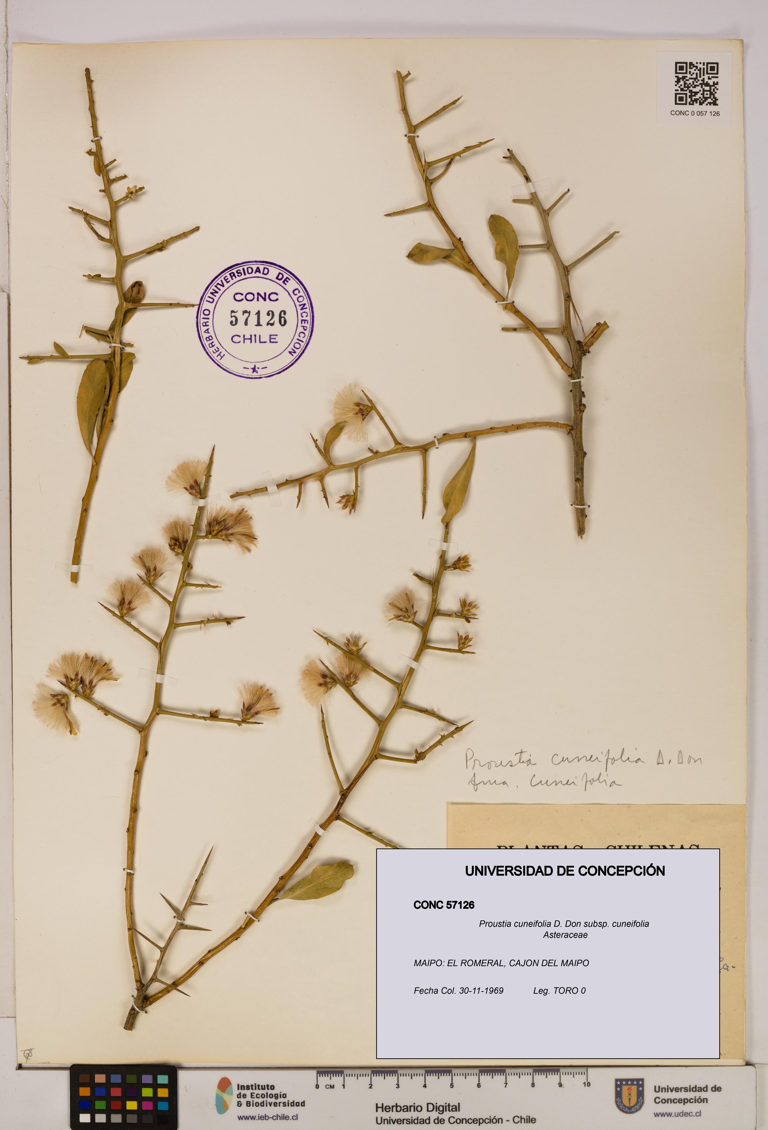 Proustia cuneifolia subsp. cuneifolia [Espécimen: UDEC:CONC:0057126]