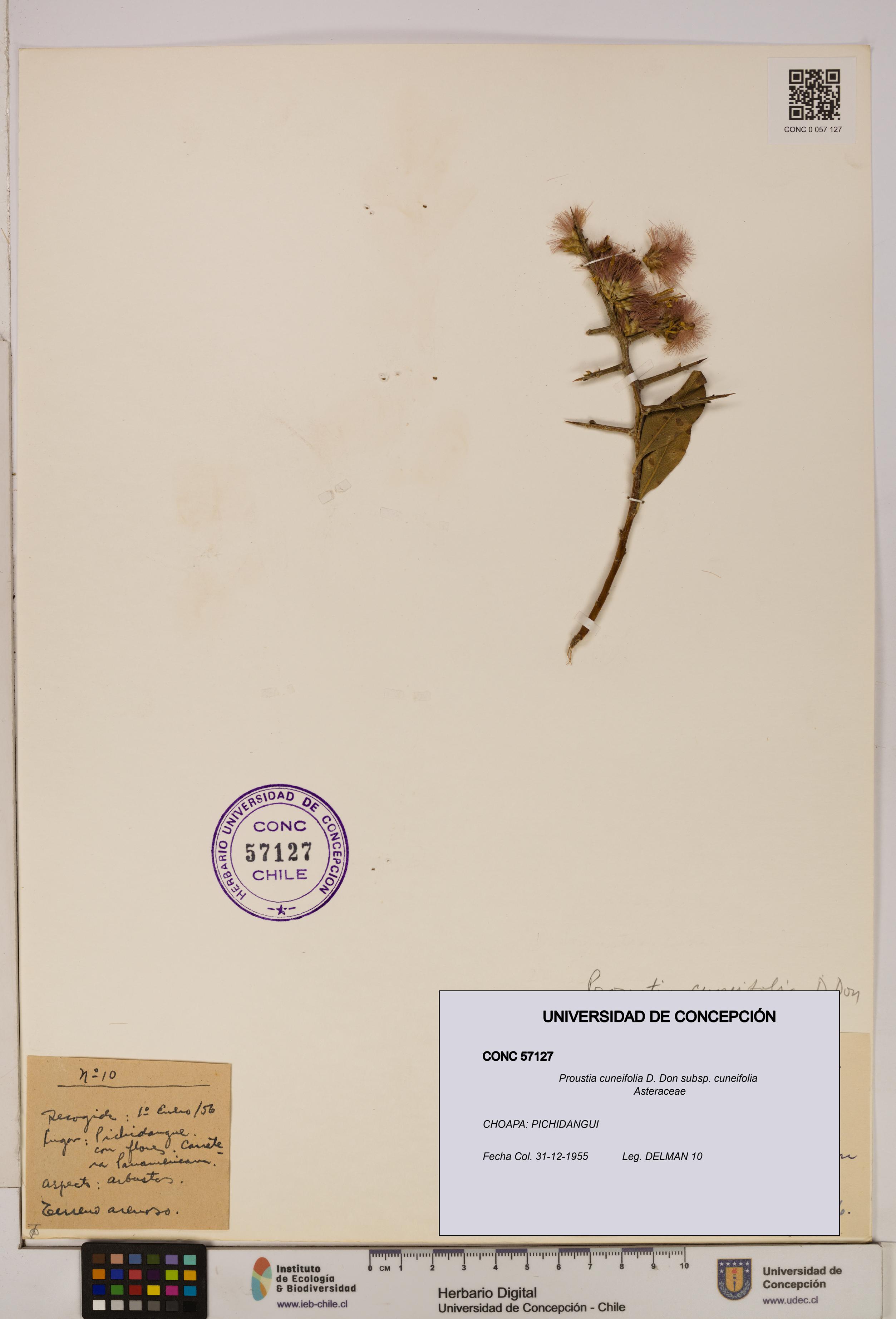Proustia cuneifolia subsp. cuneifolia [Espécimen: UDEC:CONC:0057127]