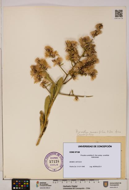 Proustia cuneifolia subsp. cuneifolia [Espécimen: UDEC:CONC:0057128]
