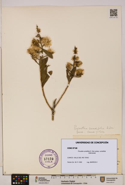 Proustia cuneifolia subsp. cuneifolia [Espécimen: UDEC:CONC:0057129]