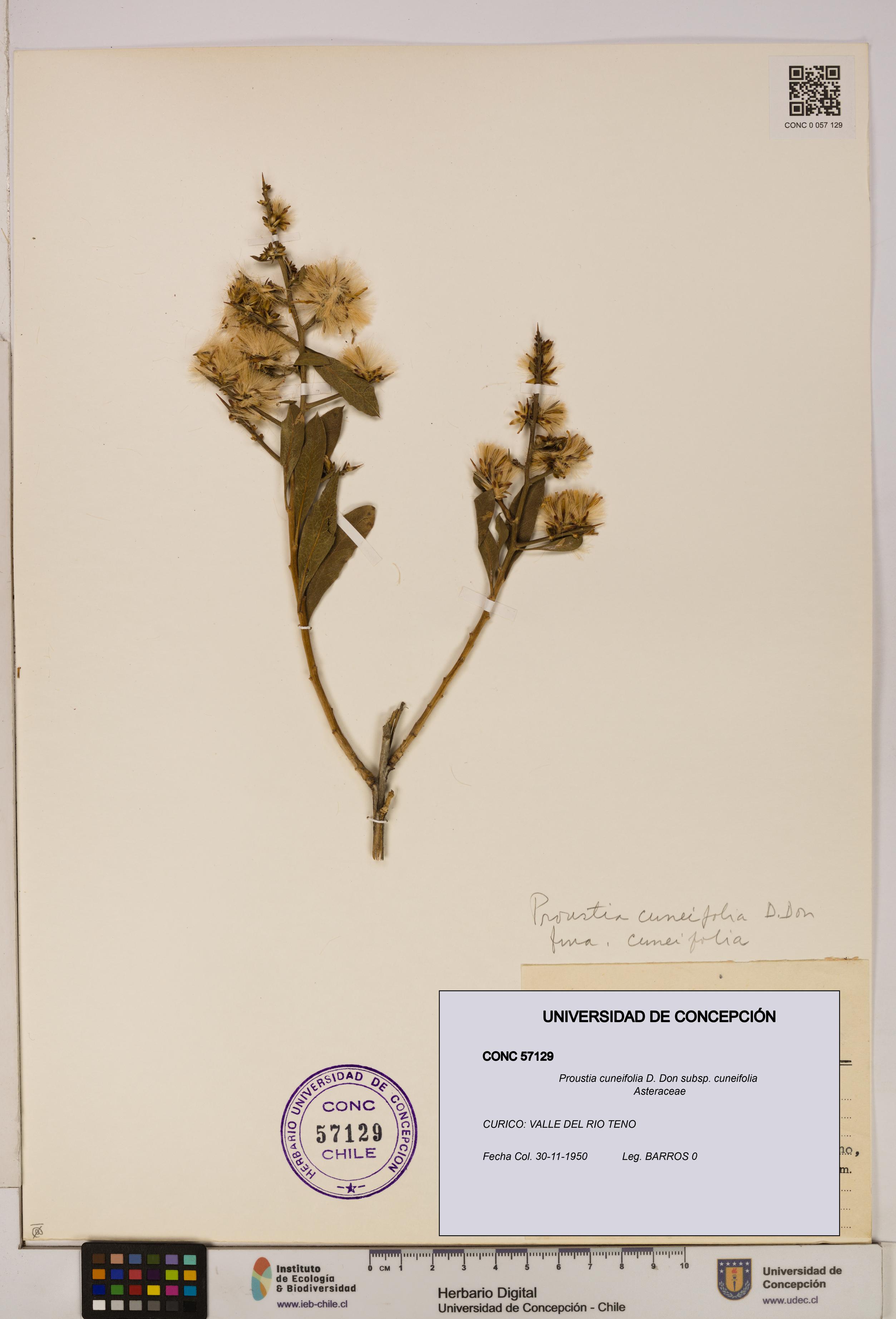 Proustia cuneifolia subsp. cuneifolia [Espécimen: UDEC:CONC:0057129]