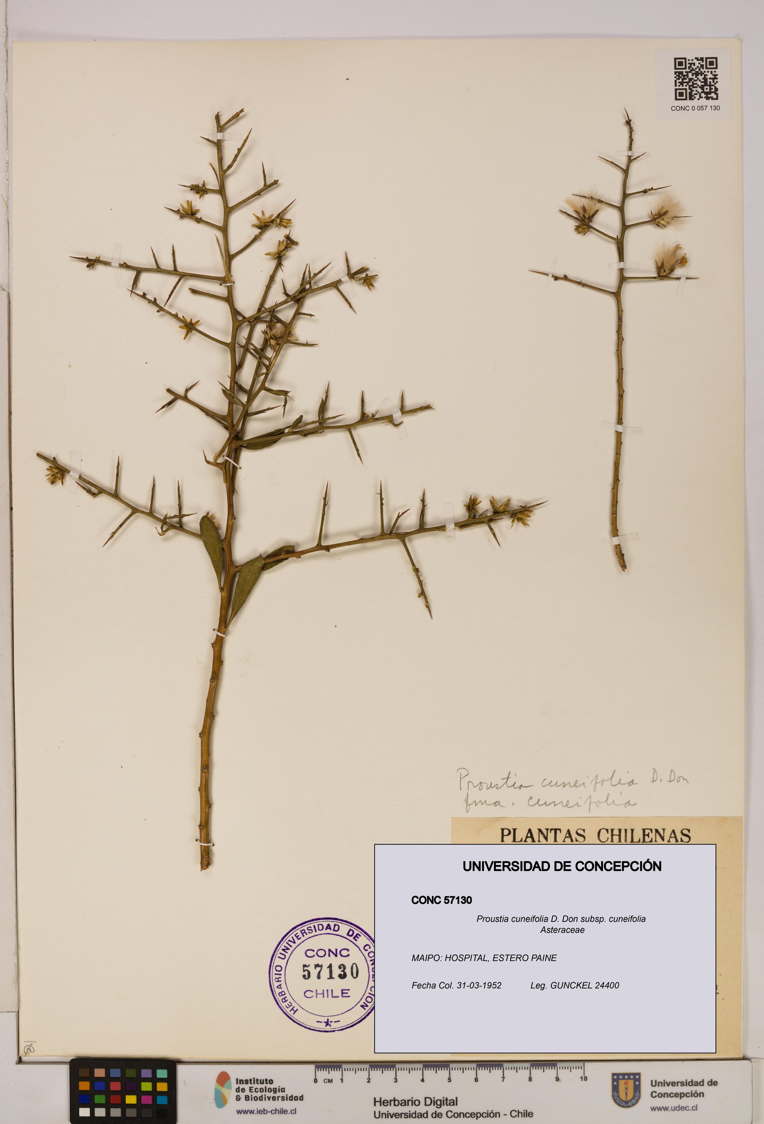 Proustia cuneifolia subsp. cuneifolia [Espécimen: UDEC:CONC:0057130]