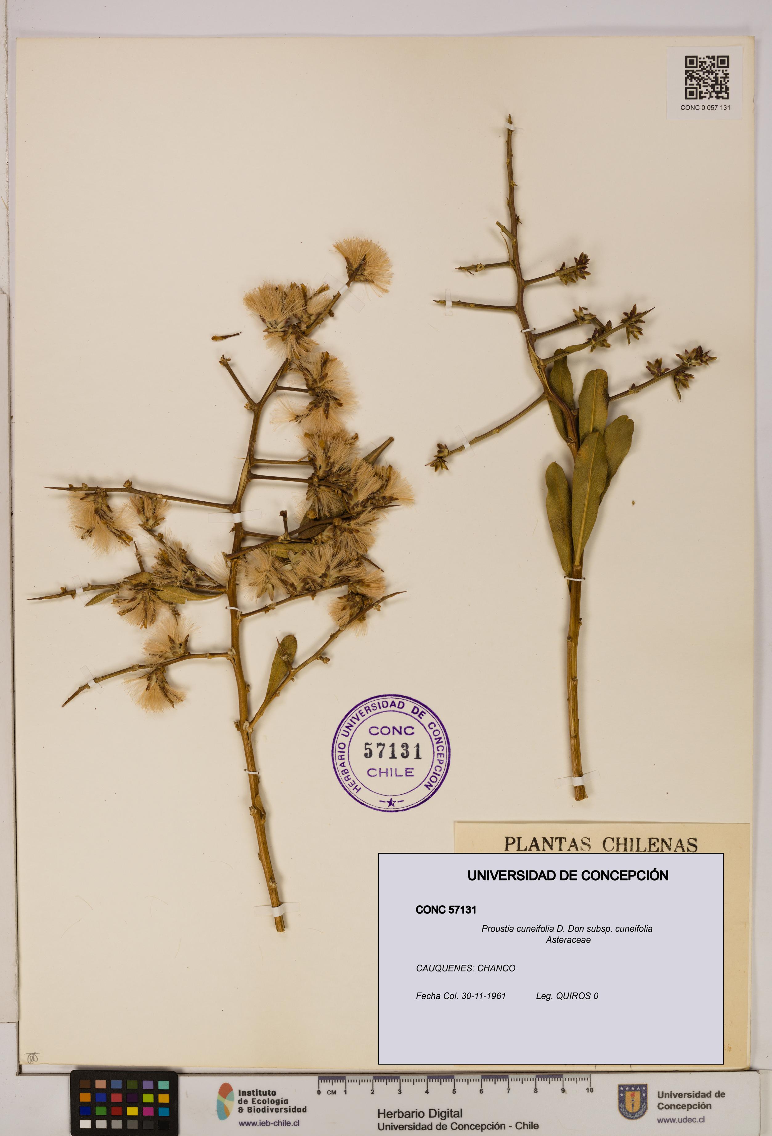 Proustia cuneifolia subsp. cuneifolia [Espécimen: UDEC:CONC:0057131]