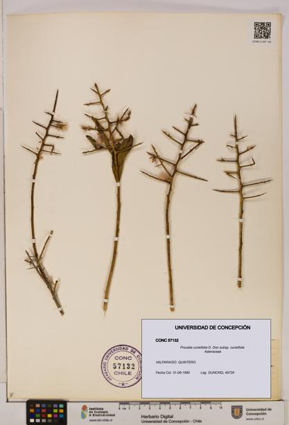 Proustia cuneifolia subsp. cuneifolia [Espécimen: UDEC:CONC:0057132]