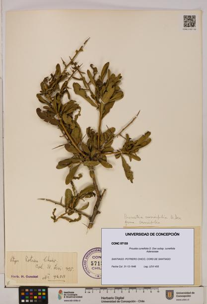 Proustia cuneifolia subsp. cuneifolia [Espécimen: UDEC:CONC:0057133]