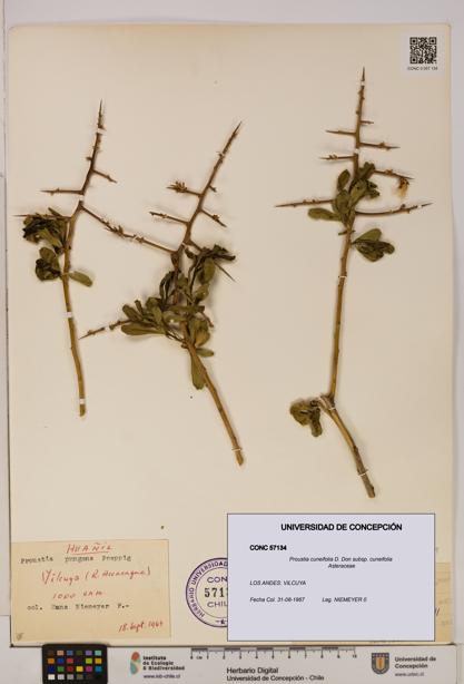 Proustia cuneifolia subsp. cuneifolia [Espécimen: UDEC:CONC:0057134]
