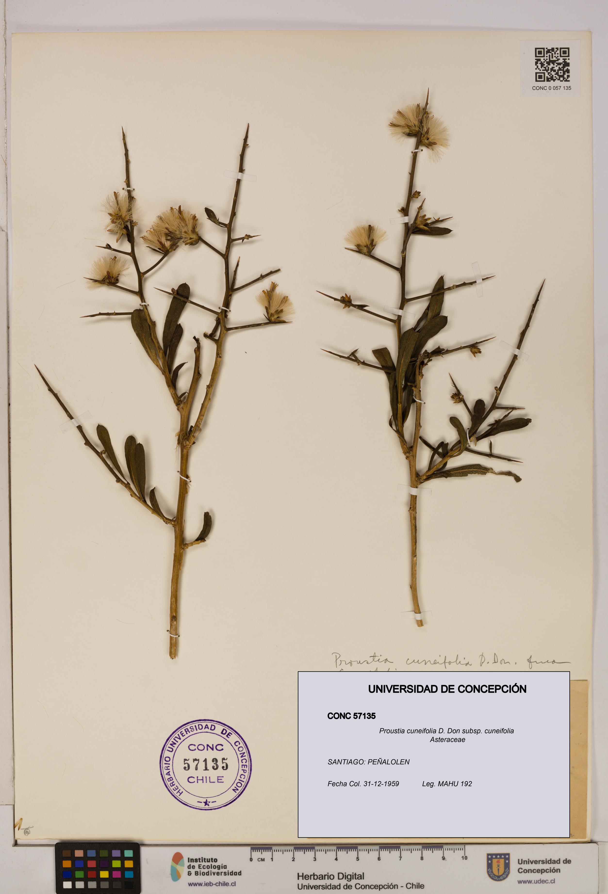 Proustia cuneifolia subsp. cuneifolia [Espécimen: UDEC:CONC:0057135]