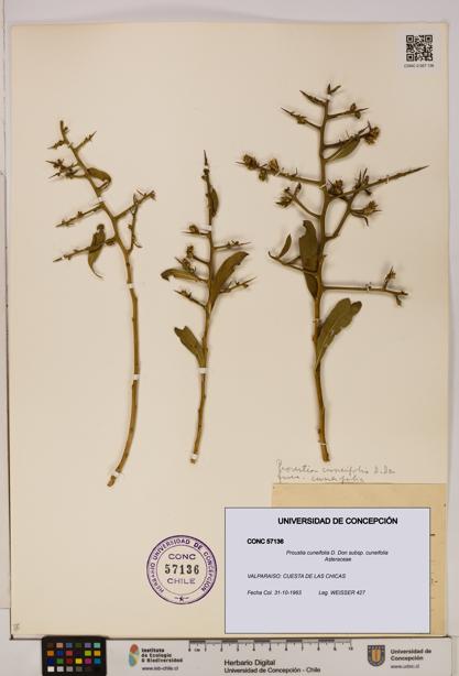 Proustia cuneifolia subsp. cuneifolia [Espécimen: UDEC:CONC:0057136]