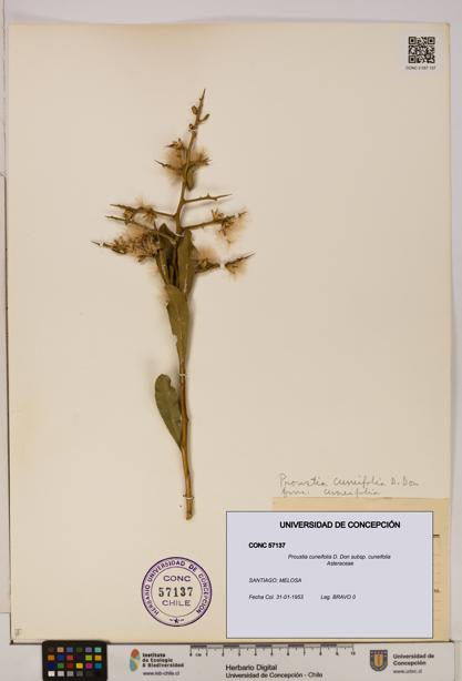 Proustia cuneifolia subsp. cuneifolia [Espécimen: UDEC:CONC:0057137]