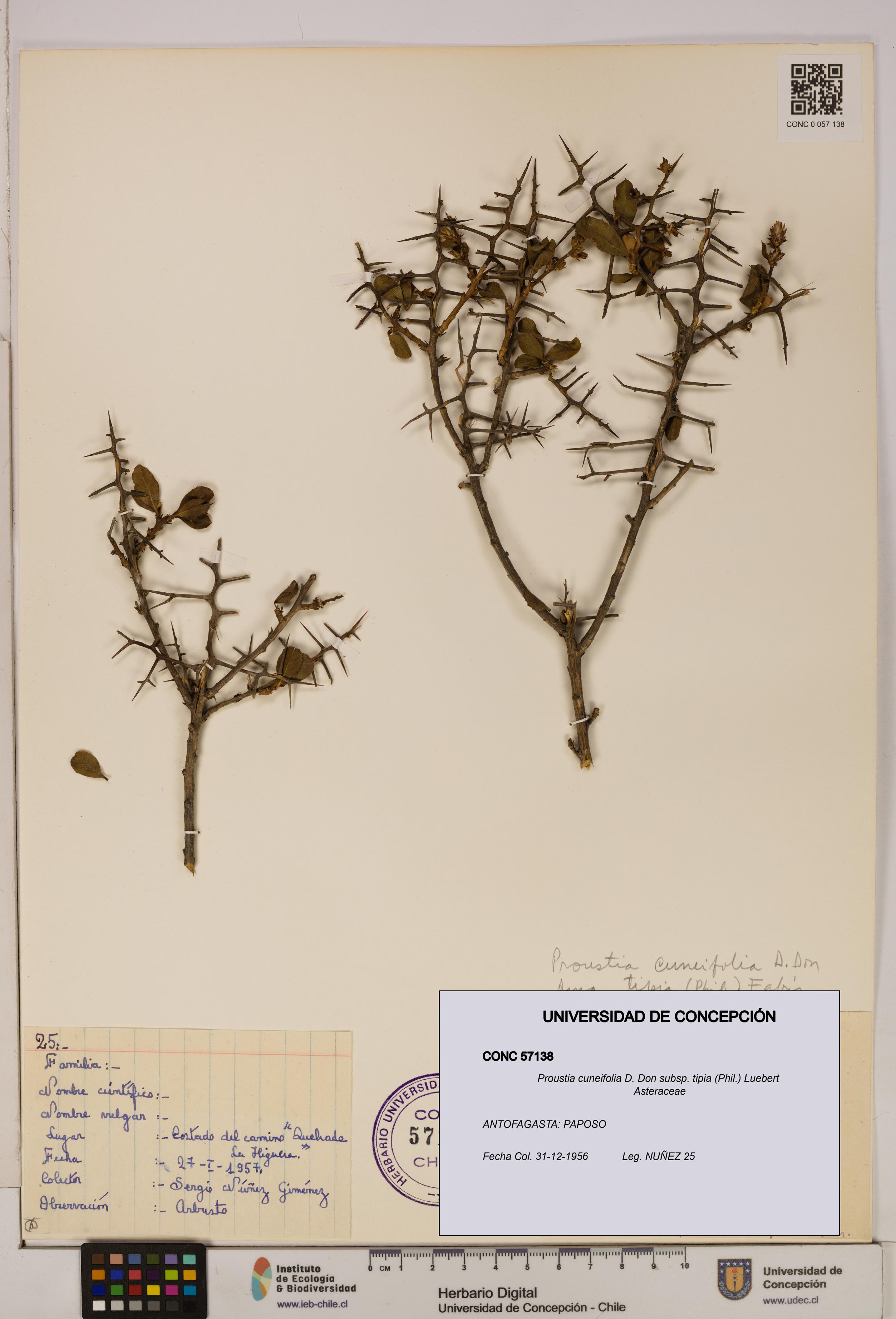 Proustia cuneifolia [Espécimen: UDEC:CONC:0057138]