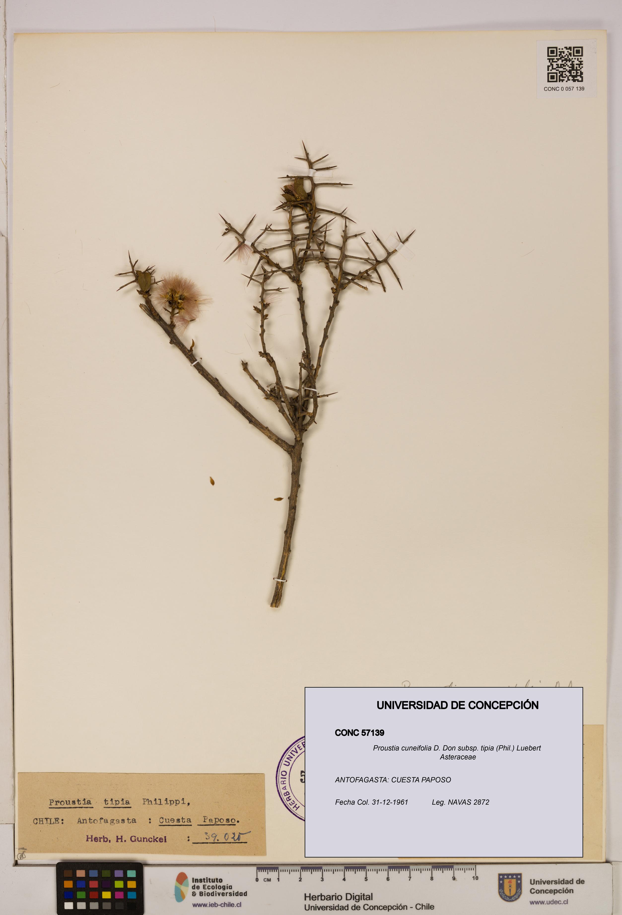 Proustia cuneifolia [Espécimen: UDEC:CONC:0057139]