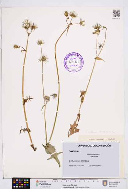Sonchus oleraceus [Espécimen: ]